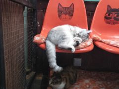 -猫咪博物馆(顶澳仔猫街店)