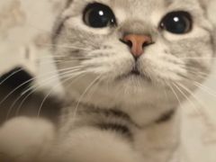 -美联众合宠物医院·爱萌分院·内外科·猫科中心