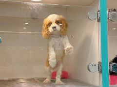 -萌宠之家·腊肠犬·马尔泰·小体犬舍