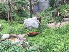 -都江堰中华大熊猫苑
