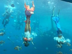 -瑞德姆美人鱼海底演艺主题餐厅(亚龙湾店)
