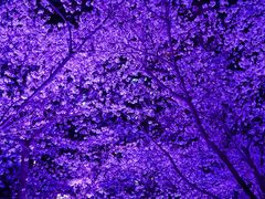 -西北湖绿化广场