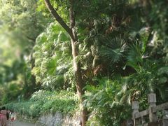 -中山纪念堂