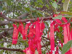 -中国科学院华南植物园
