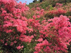 -木兰云雾山