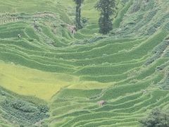 -紫鹊界梯田景区