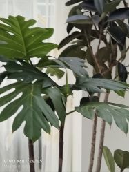 -HEYAN荷妍专业脱毛连锁机构