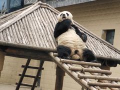 -石家庄市动物园