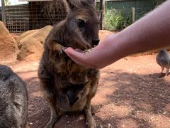 -费瑟代尔野生动物园