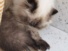 -喵园·猫主题咖啡厅·撸猫·猫咖(国贸店)