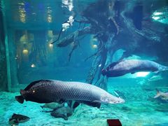 -华夏文旅海洋公园