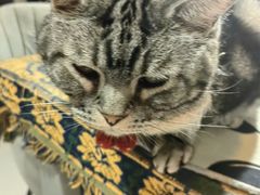 -平行世界·猫咖(首经贸店)