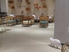 -藏猫猫咖啡主题馆(中央大道店)