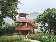 -银湖山郊野公园-相思林