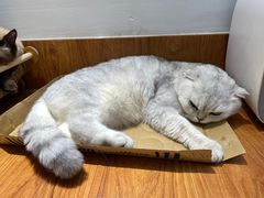 -有猫主题·治愈系猫咖(曾厝垵店)