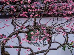 -梅花山(明孝陵内)