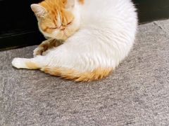 -胜华驾校·小猫学车(银都店)