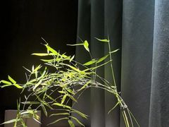 -王府茶楼茶宴·创意菜(朝阳公园店)