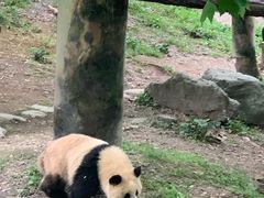 -都江堰中华大熊猫苑