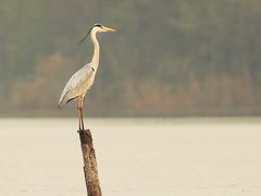 -华侨城湿地公园