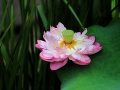 -陈家山荷花公园