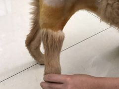 -瑞派动物医院·猫专科·至诚(江南中分院)