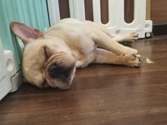 -柯斗斗主题餐厅·狗咖·围炉煮茶·茶饮(国瑞升平里店)