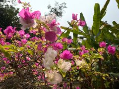 -中国科学院西双版纳热带植物园