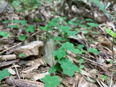 -杭州半山国家森林公园