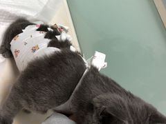 -纳吉亚猫专科动物医院博雅分院