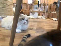-袖虎·猫馆(体育西路店)