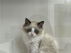 -青奢宠物·青奢猫舍