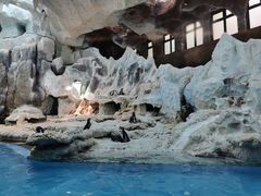 -帝企鹅自助餐厅•儿童岛•真企鹅(长隆企鹅酒店)