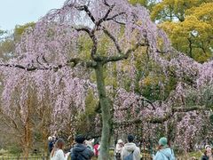 -京都御所
