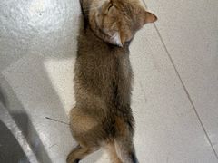 -藏猫猫咖啡主题馆(中央大道店)