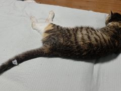 -艾吉宠物医院·疑难杂症转诊中心·猫友好(碧江路院)