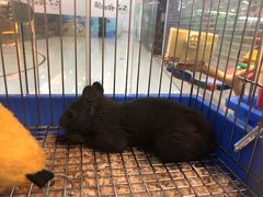 -龟与熊猫宠物公园(南坪店)