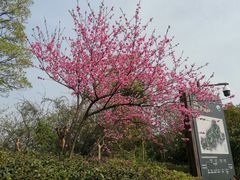 -杭州半山国家森林公园