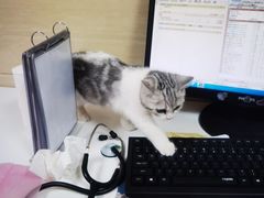-北京观赏动物医院·24小时大型综合·猫专科·异宠专科