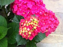 iphone_upload_pic-大邑县安仁中学外国语实验学校