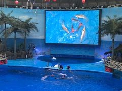 -海合安成都极地海洋公园