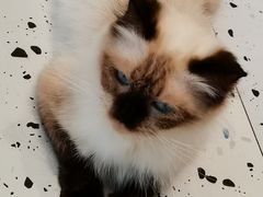 -喵喵咪呀布偶猫咖(春熙路店)