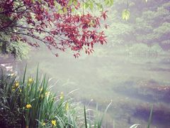 iphone_upload_pic-九溪烟树