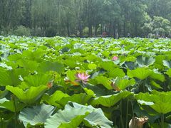 -莲池书院博物馆