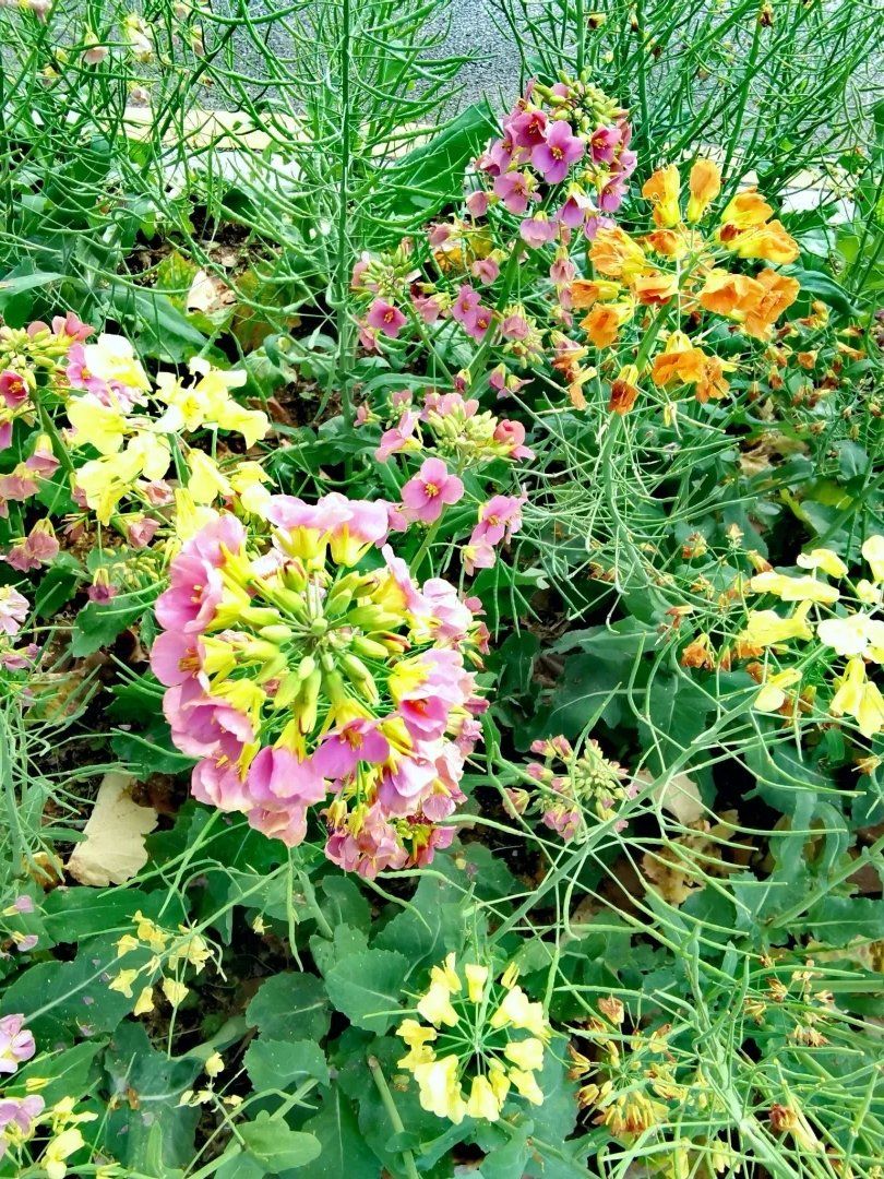 又冲上热搜!农科院彩色油菜花绝美不花钱就能看