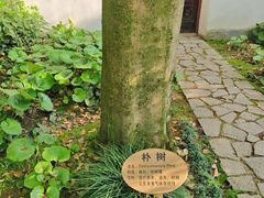 -上海醉白池公园