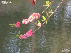 -南汇桃花村