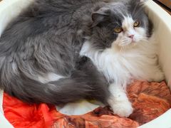 -Catmate·猫肥家润(金润铂宫店)