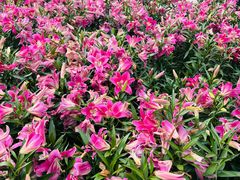 -石家庄市植物园