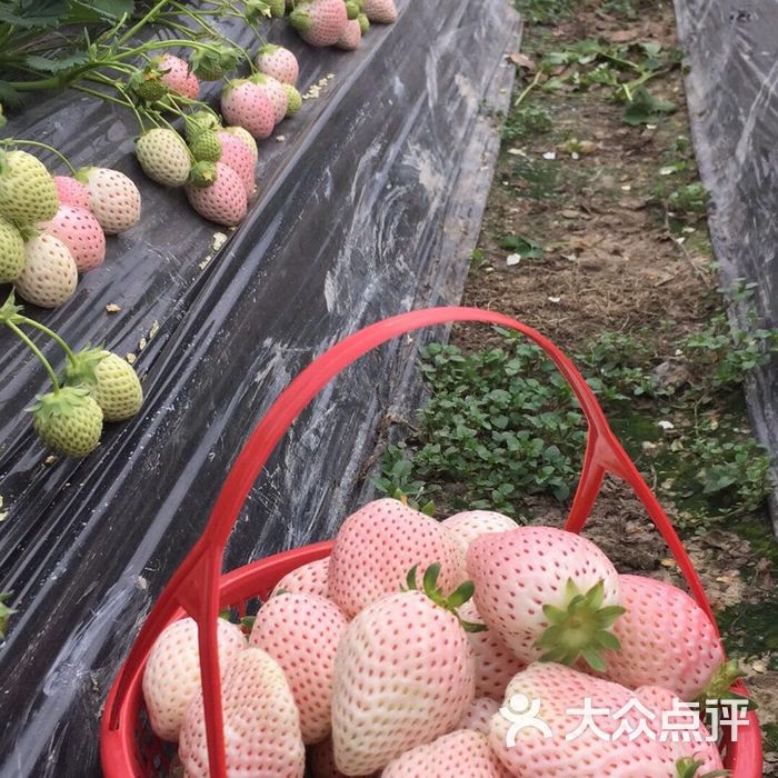 一品甜奶油草莓采摘园